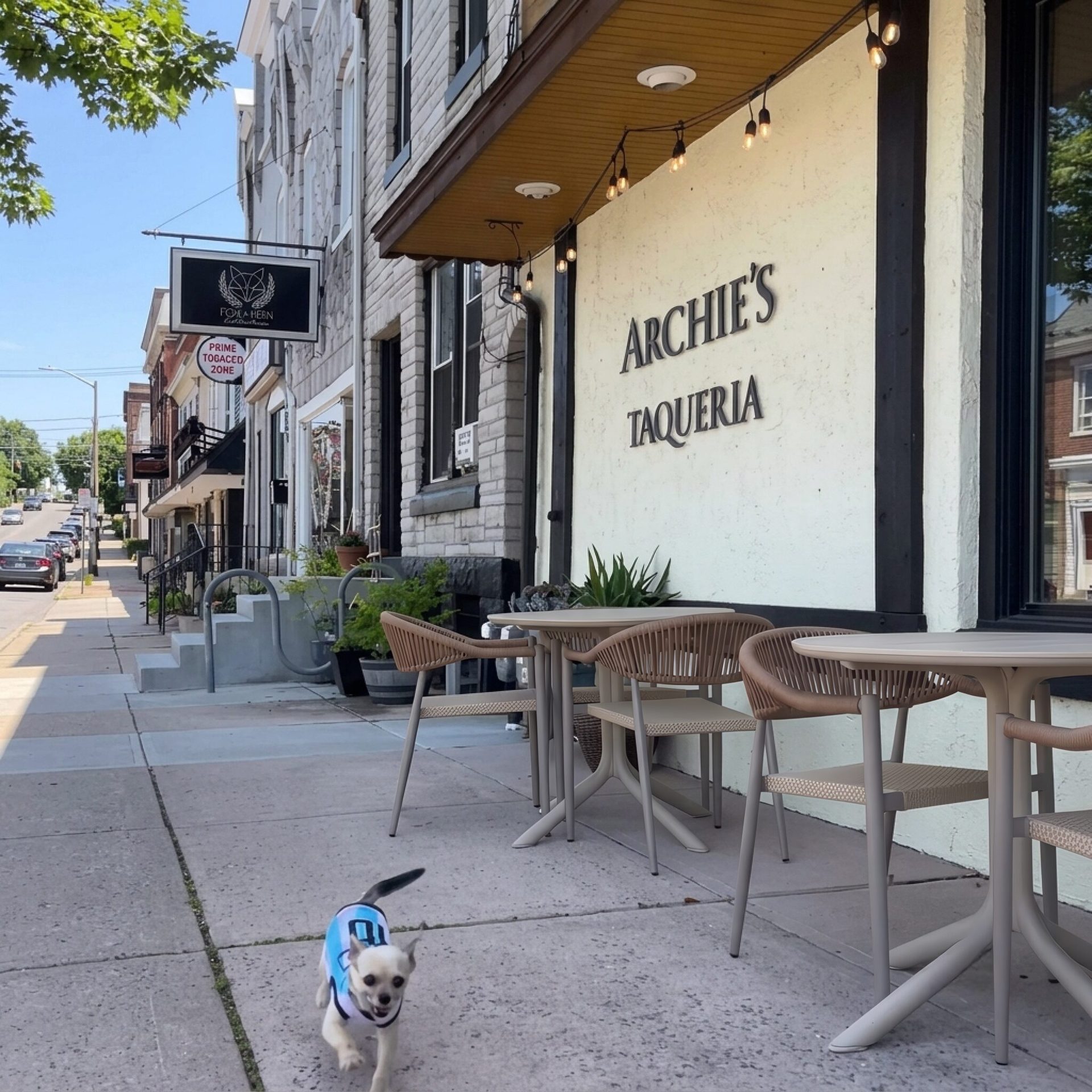 A Little Dog, A Big Story